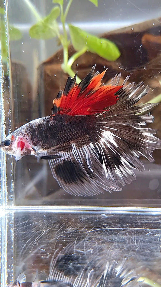 HALFMOON ROSETAIL BLACKSERIES RED DORSAL BETTA FISH