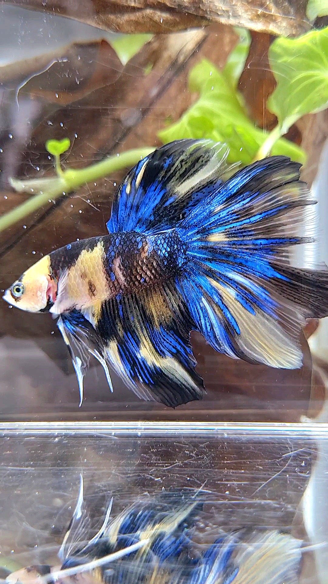 HALFMOON YELLOW KOI GALAXY BLUE MULTICOLOR BETTA FISH