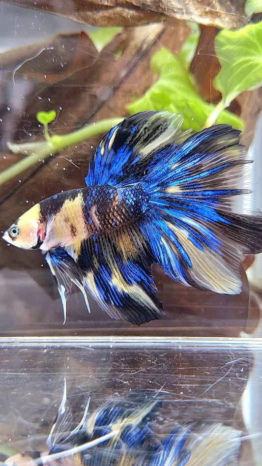 HALFMOON YELLOW KOI GALAXY BLUE MULTICOLOR BETTA FISH