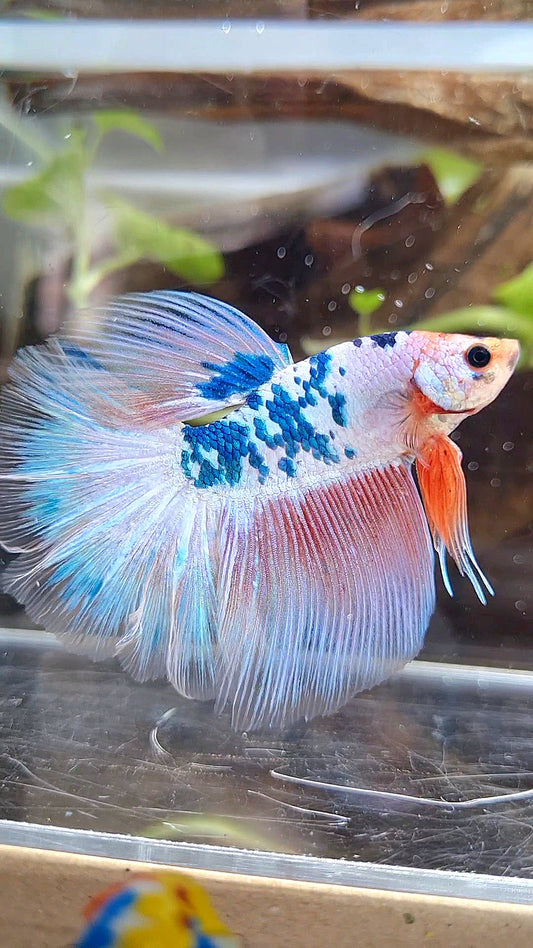 HALFMOON ROSETAIL PINK FLAMINGGO BLUE DOTS MARBLE BETTA FISH