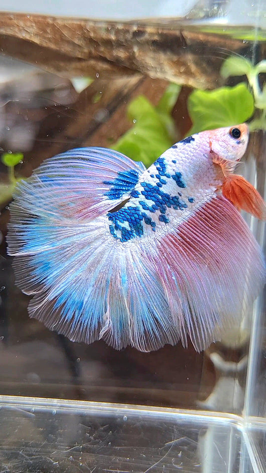 HALFMOON ROSETAIL PINK FLAMINGGO BLUE DOTS MARBLE BETTA FISH