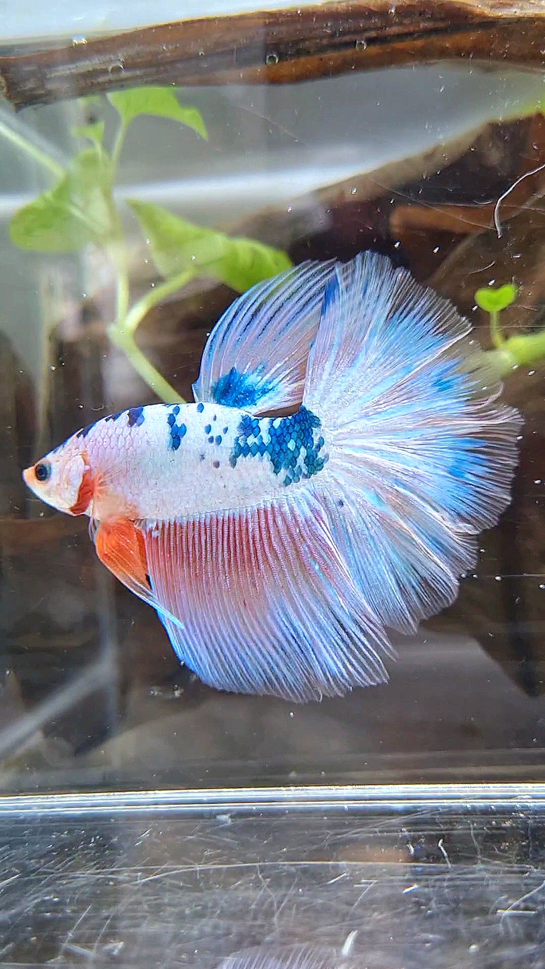 HALFMOON ROSETAIL PINK FLAMINGGO BLUE DOTS MARBLE BETTA FISH