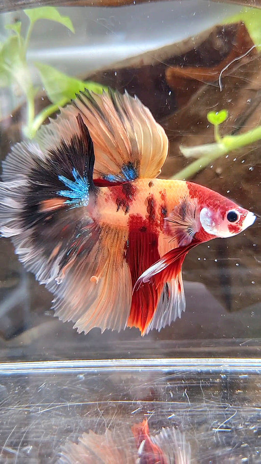 HALFMOON ROSETAIL ORANGE KOI NEMO CLASSIC MULTICOLOR BETTA FISH