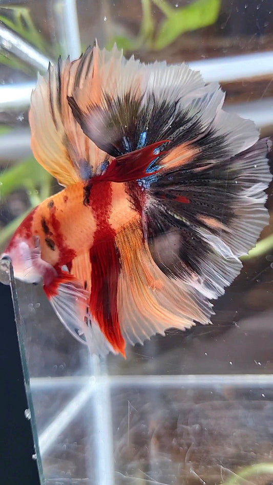 HALFMOON ROSETAIL ORANGE KOI NEMO CLASSIC MULTICOLOR BETTA FISH