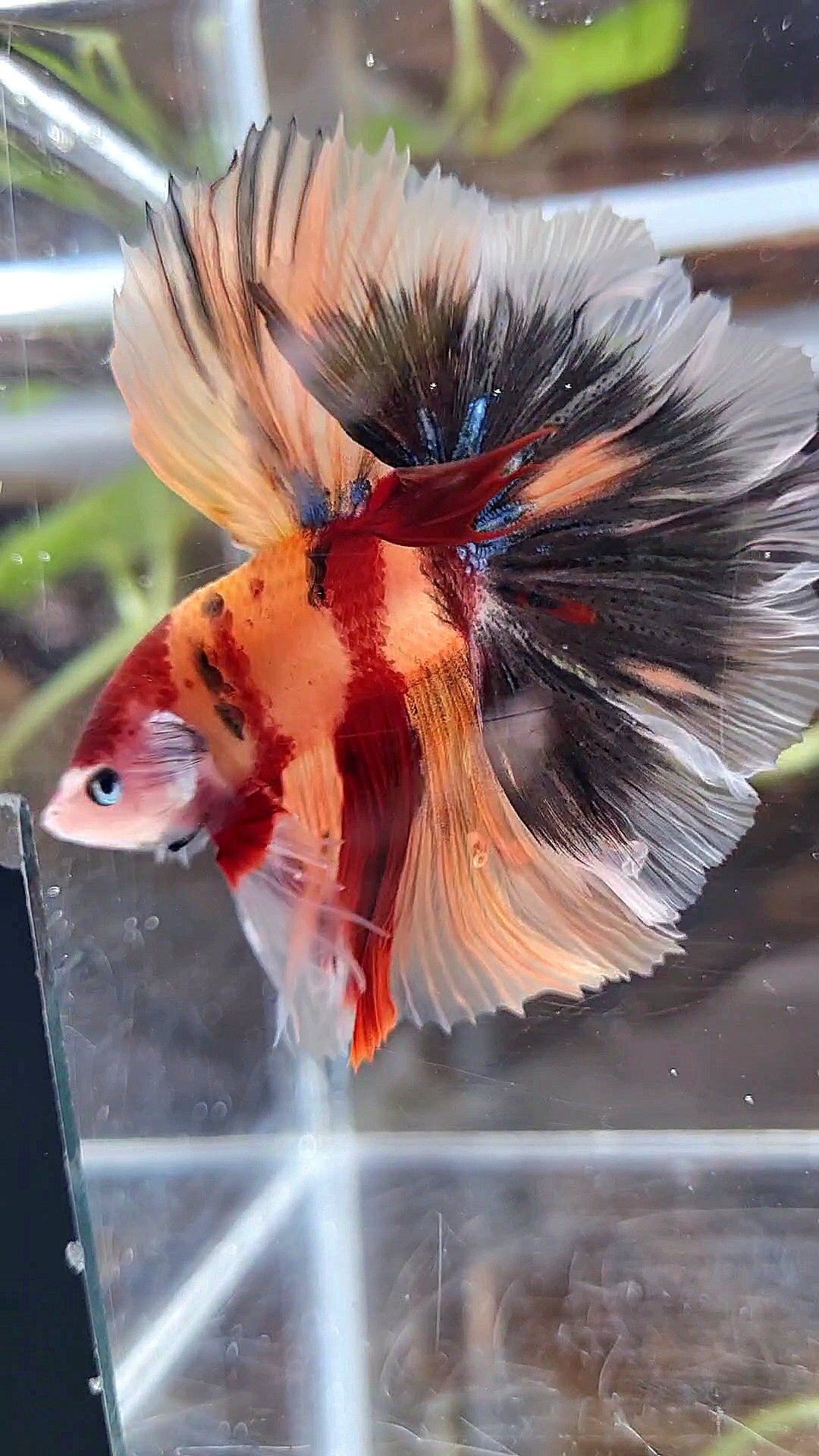 HALFMOON ROSETAIL ORANGE KOI NEMO CLASSIC MULTICOLOR BETTA FISH