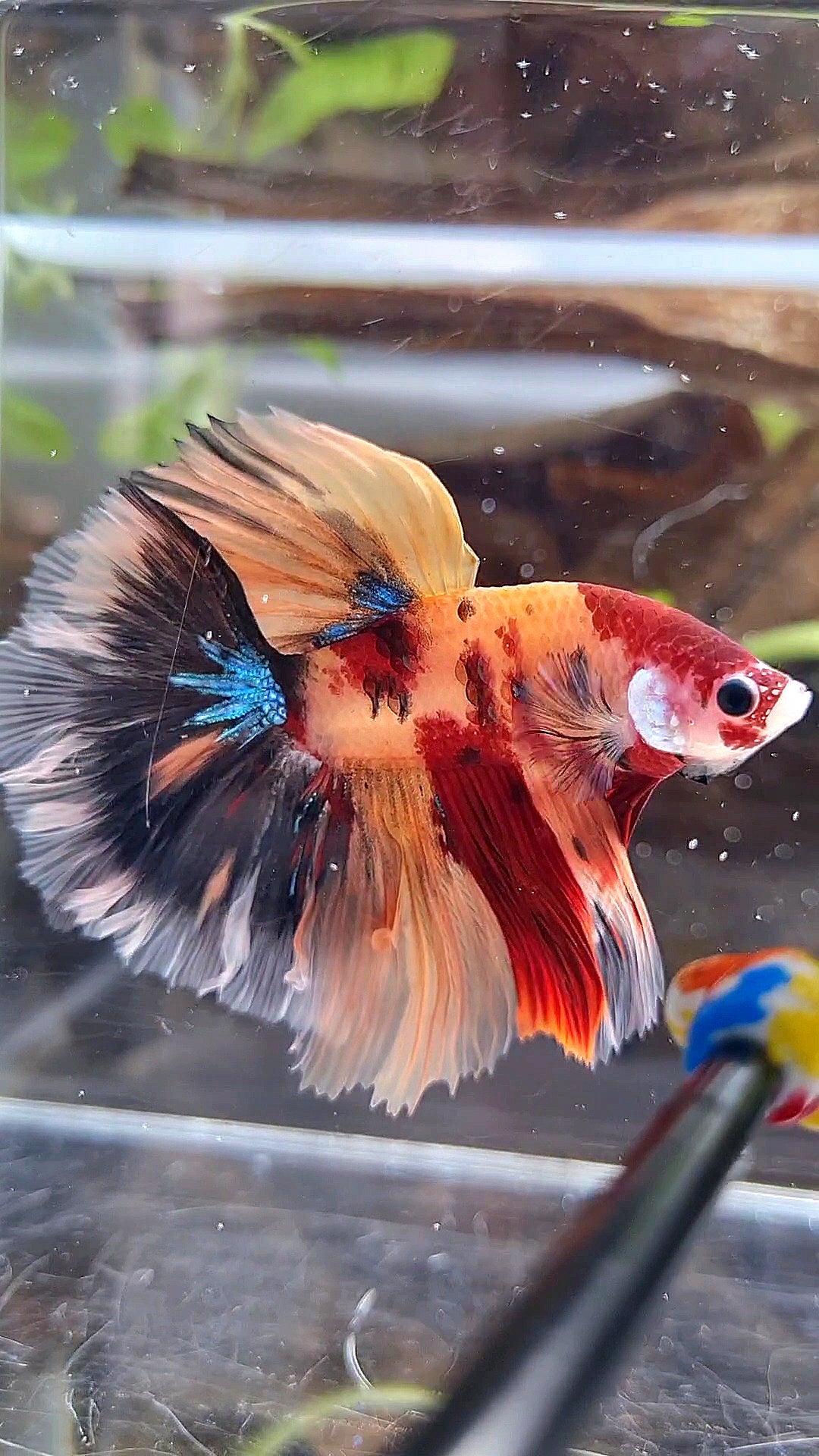HALFMOON ROSETAIL ORANGE KOI NEMO CLASSIC MULTICOLOR BETTA FISH