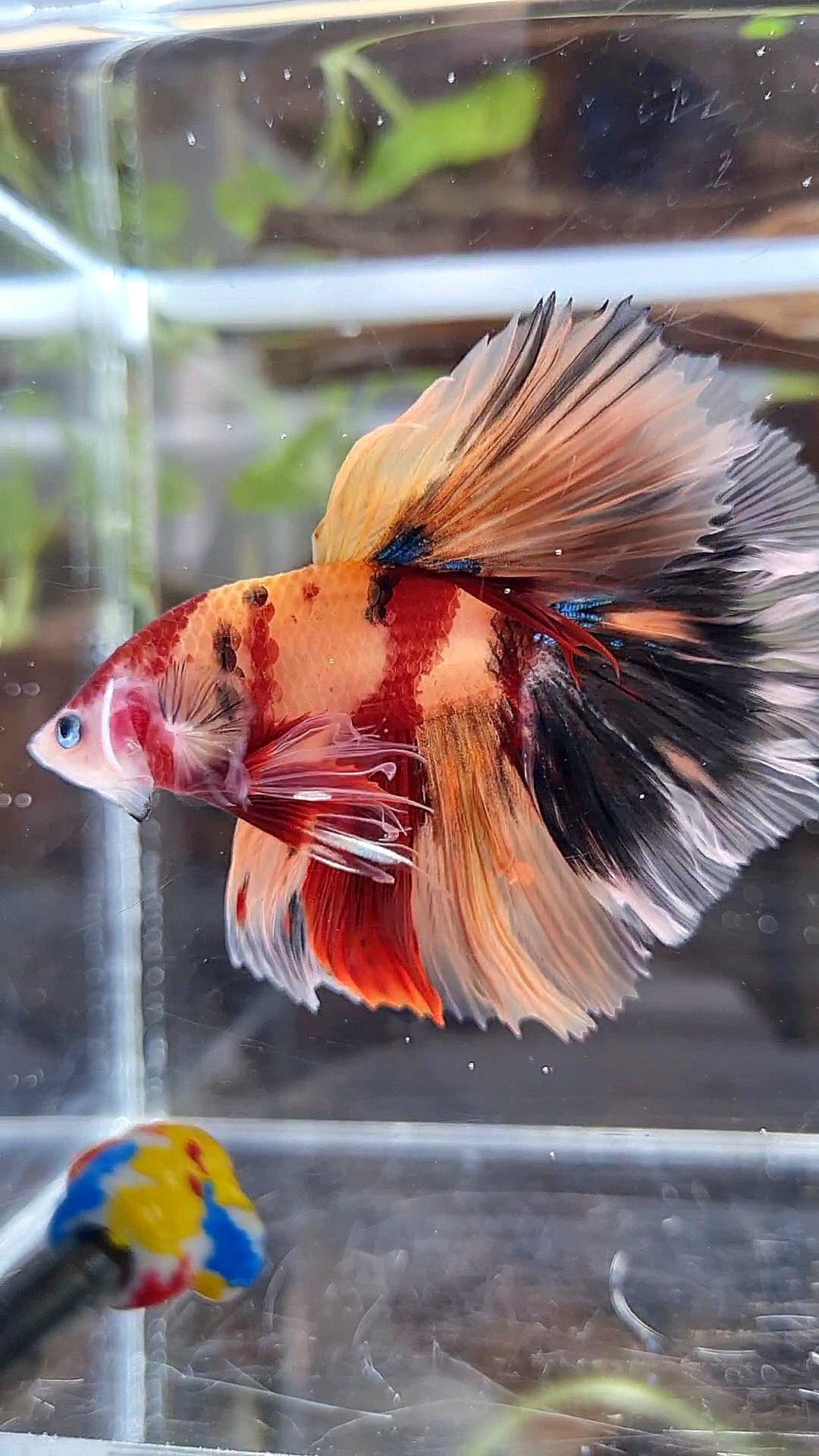 HALFMOON ROSETAIL ORANGE KOI NEMO CLASSIC MULTICOLOR BETTA FISH