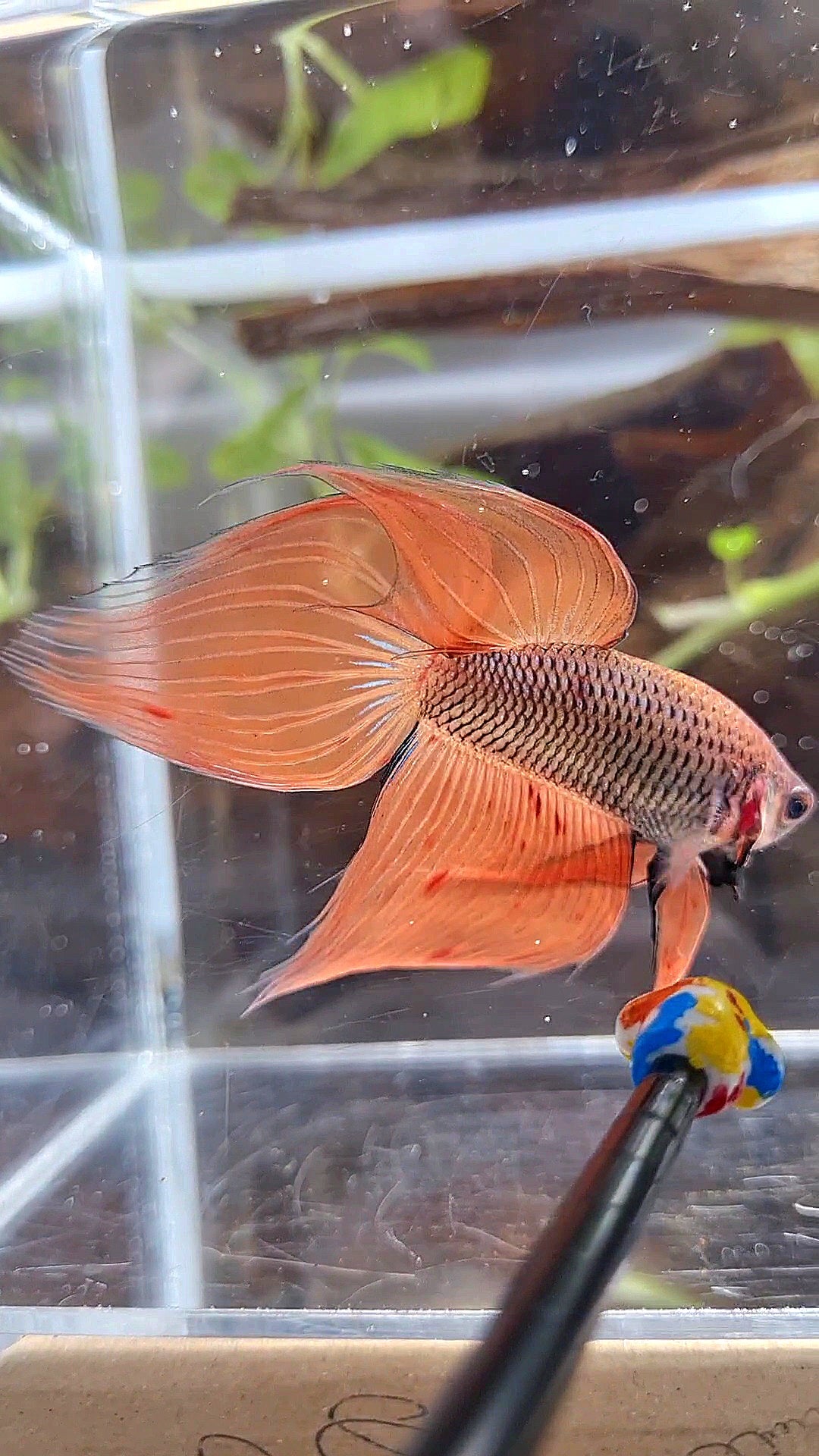VEILTAIL ORANGE ARMAGEDDON DARK PINEAPPLE BETTA FISH