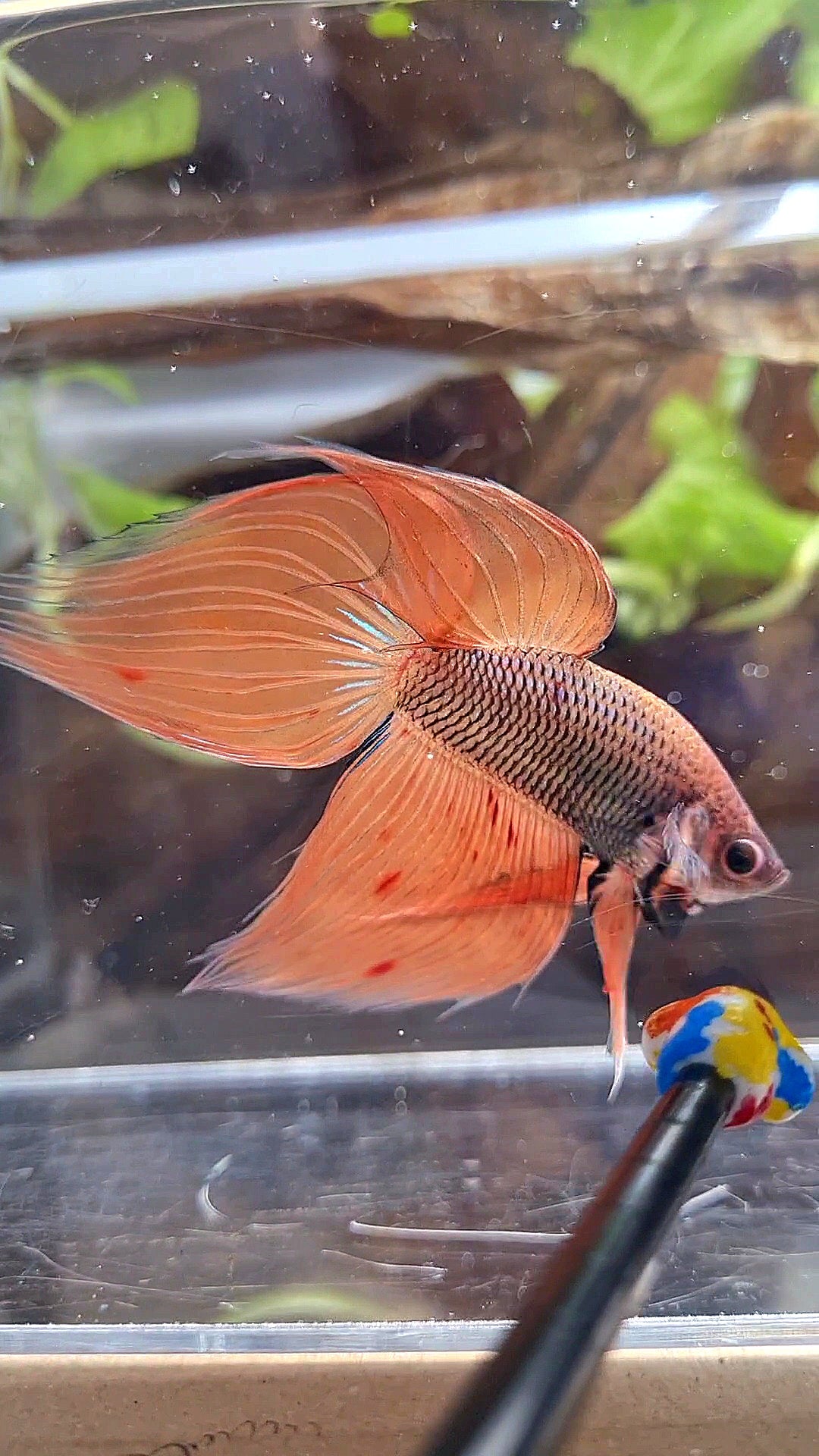 VEILTAIL ORANGE ARMAGEDDON DARK PINEAPPLE BETTA FISH