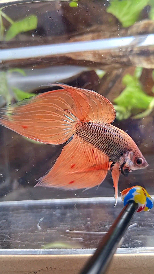 VEILTAIL ORANGE ARMAGEDDON DARK PINEAPPLE BETTA FISH