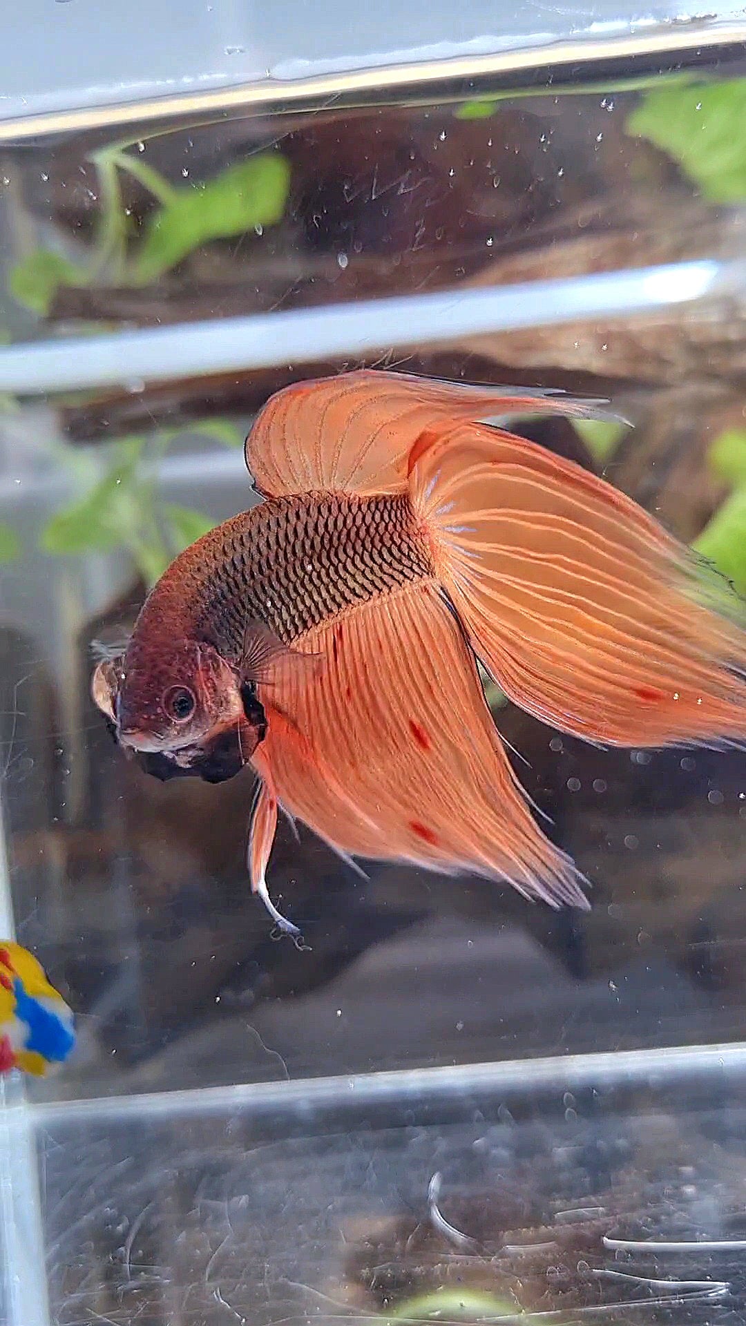 VEILTAIL ORANGE ARMAGEDDON DARK PINEAPPLE BETTA FISH