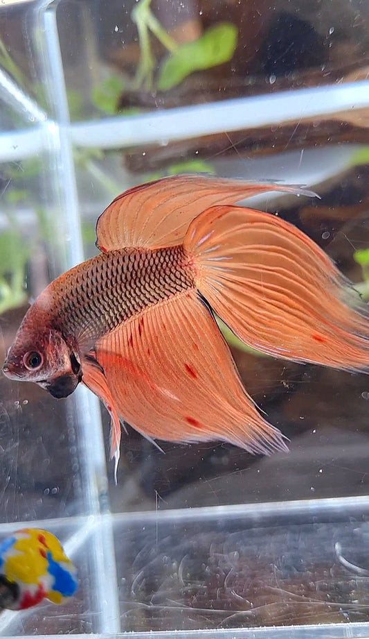 VEILTAIL ORANGE ARMAGEDDON DARK PINEAPPLE BETTA FISH
