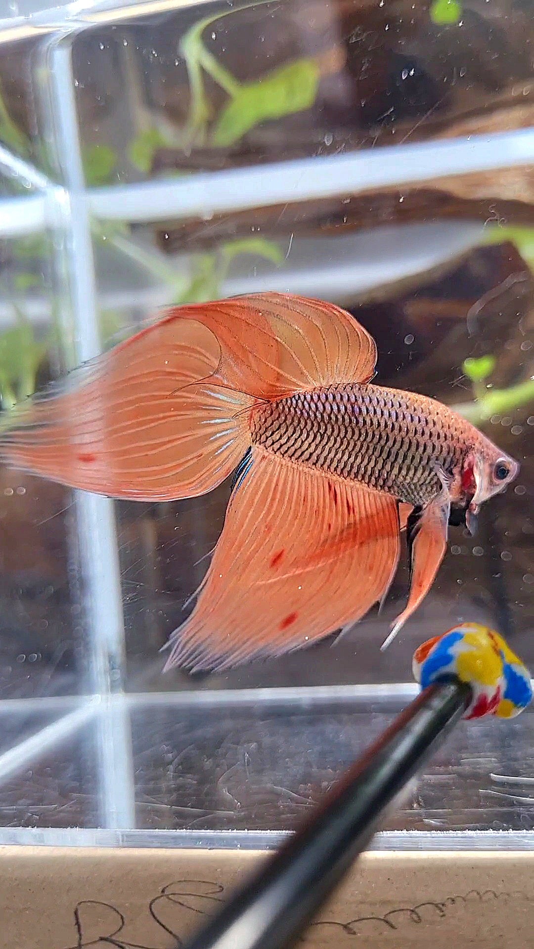 VEILTAIL ORANGE ARMAGEDDON DARK PINEAPPLE BETTA FISH