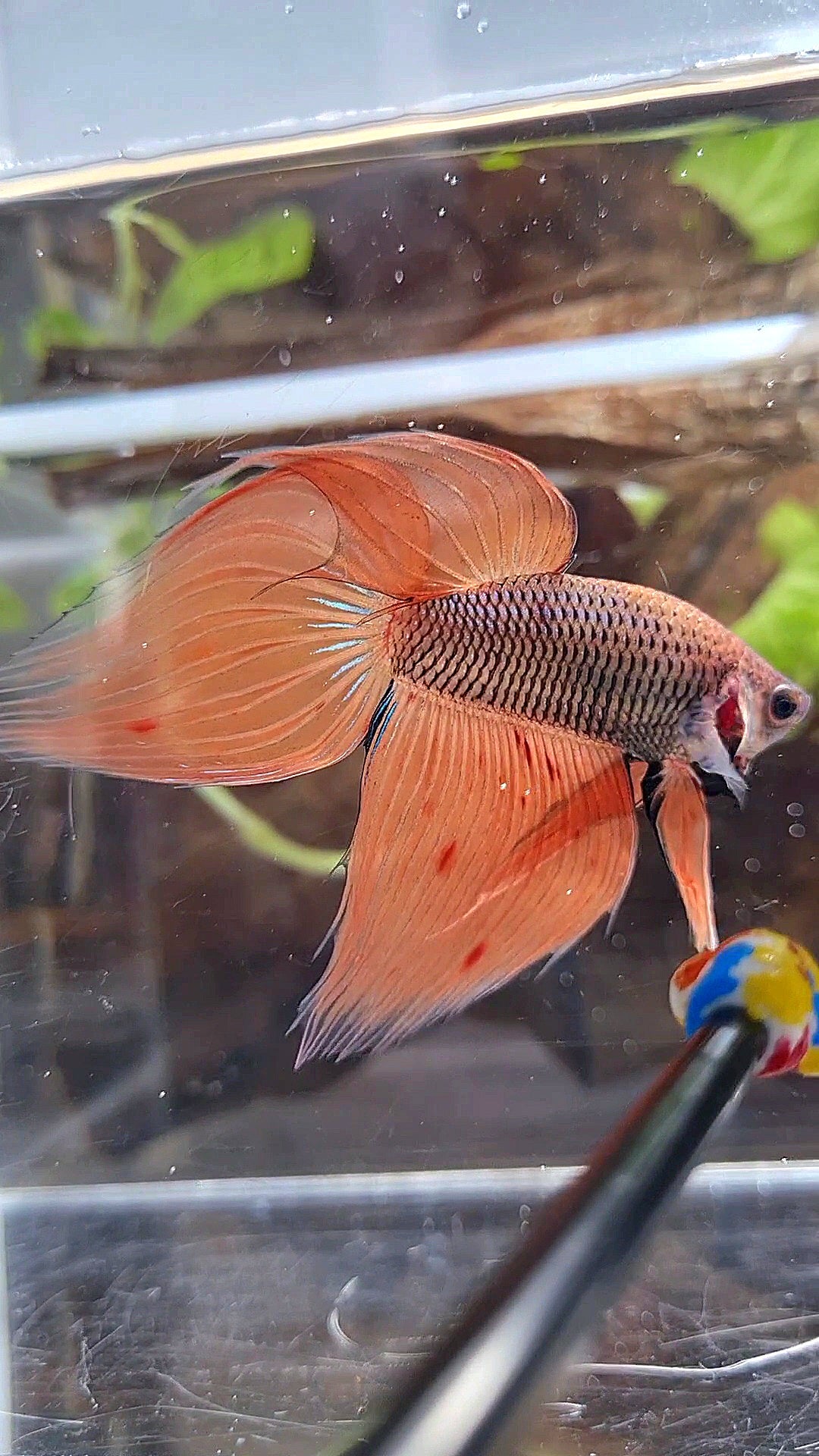 VEILTAIL ORANGE ARMAGEDDON DARK PINEAPPLE BETTA FISH