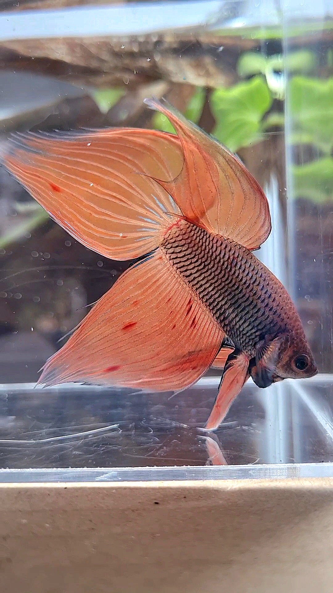 VEILTAIL ORANGE ARMAGEDDON DARK PINEAPPLE BETTA FISH