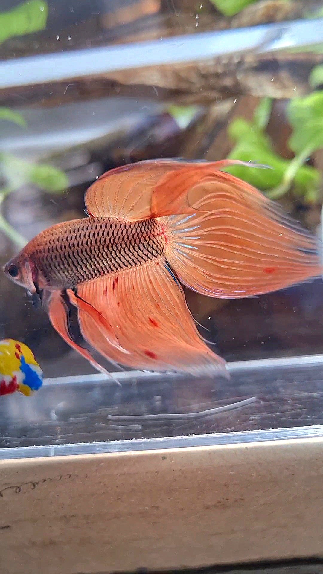 VEILTAIL ORANGE ARMAGEDDON DARK PINEAPPLE BETTA FISH