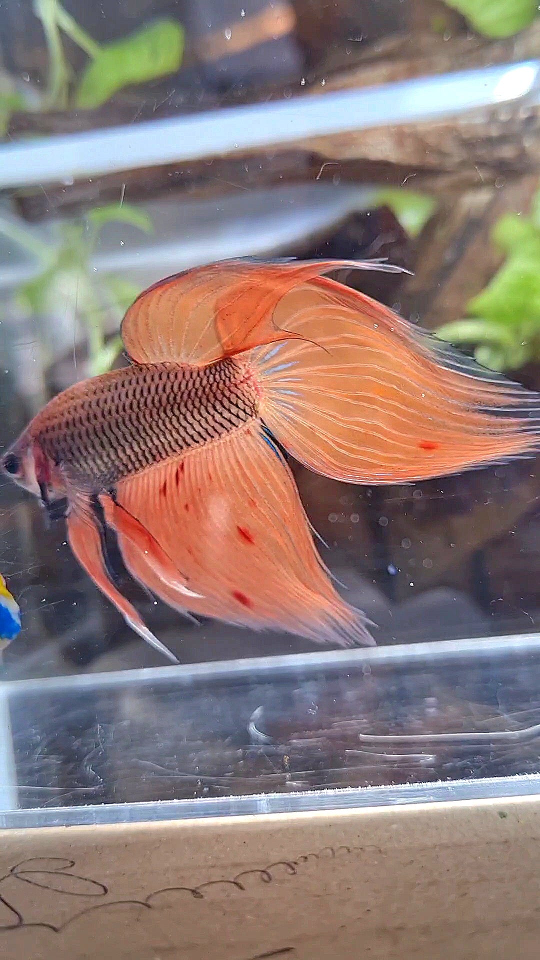 VEILTAIL ORANGE ARMAGEDDON DARK PINEAPPLE BETTA FISH
