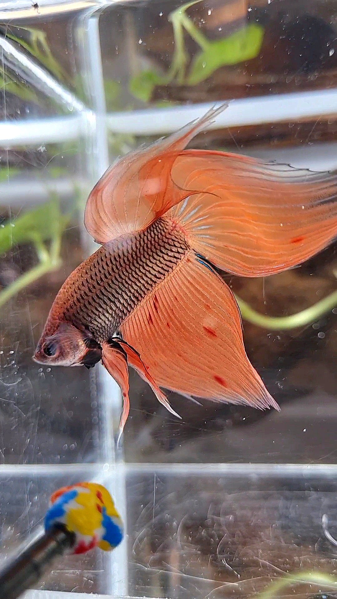 VEILTAIL ORANGE ARMAGEDDON DARK PINEAPPLE BETTA FISH
