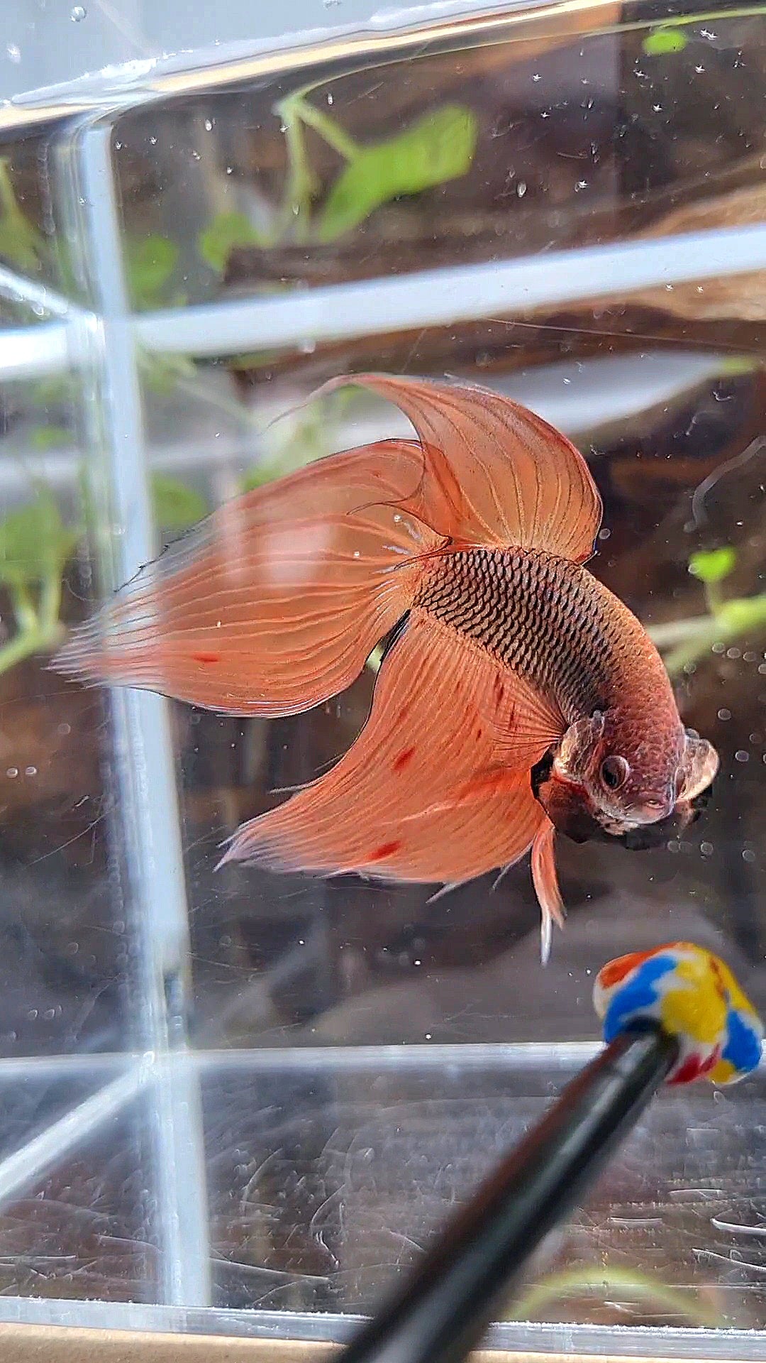VEILTAIL ORANGE ARMAGEDDON DARK PINEAPPLE BETTA FISH
