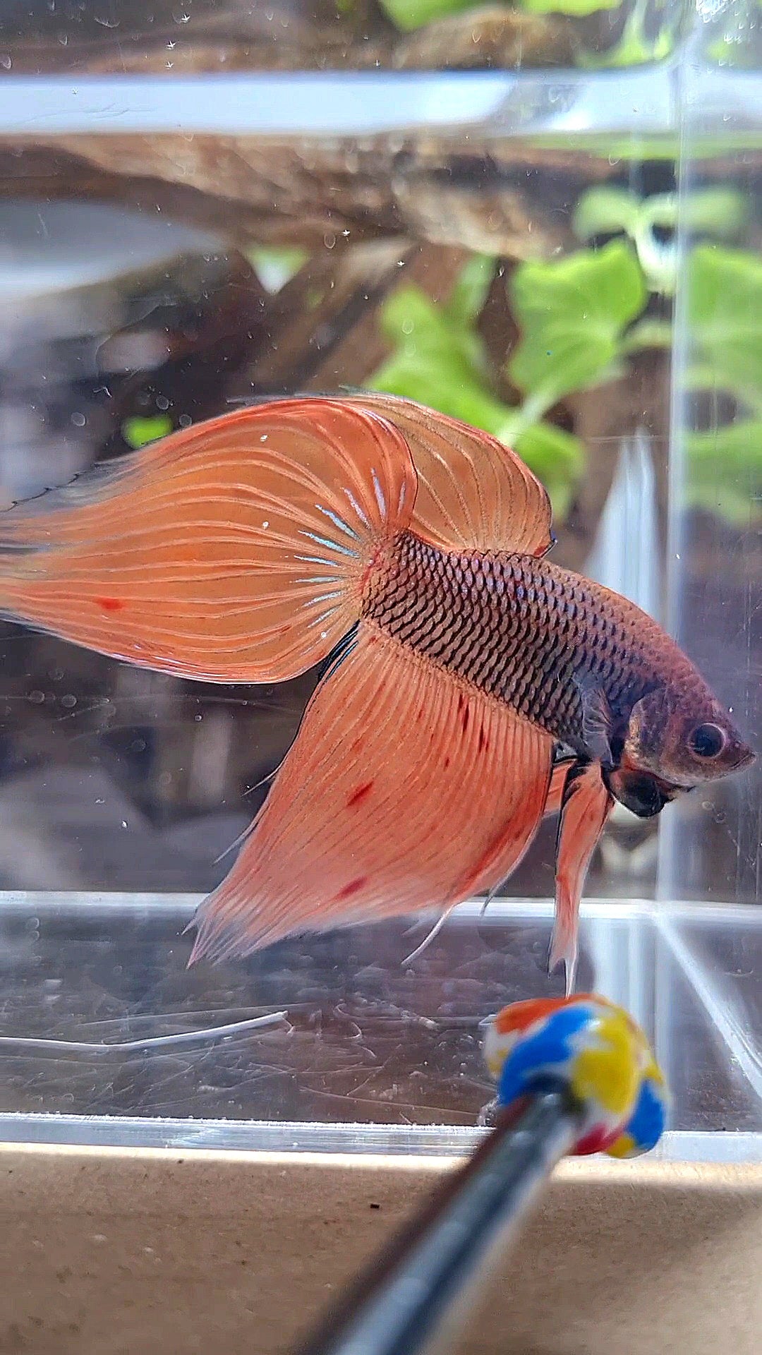 VEILTAIL ORANGE ARMAGEDDON DARK PINEAPPLE BETTA FISH