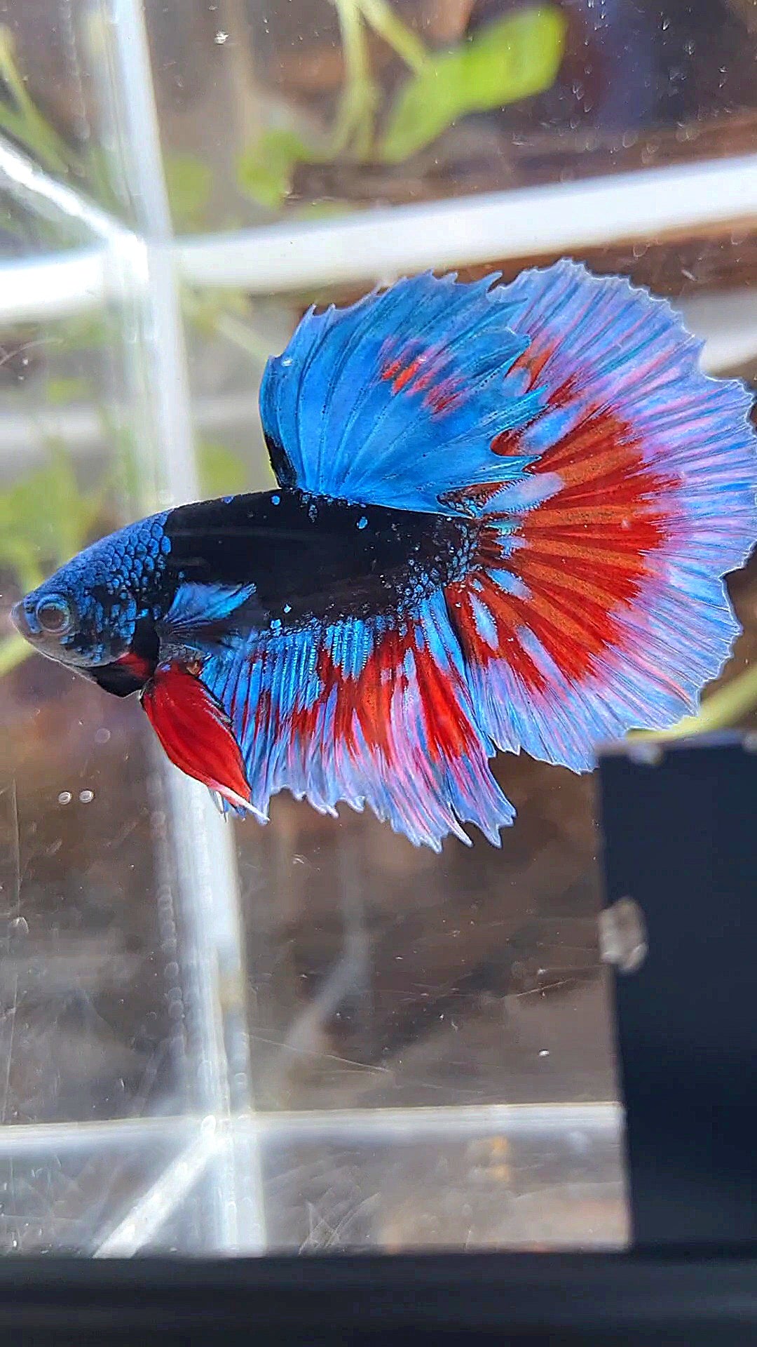 LUXURY HALFMOON BLACK SAPPHIRE AVATAR BLUE BETTA FISH