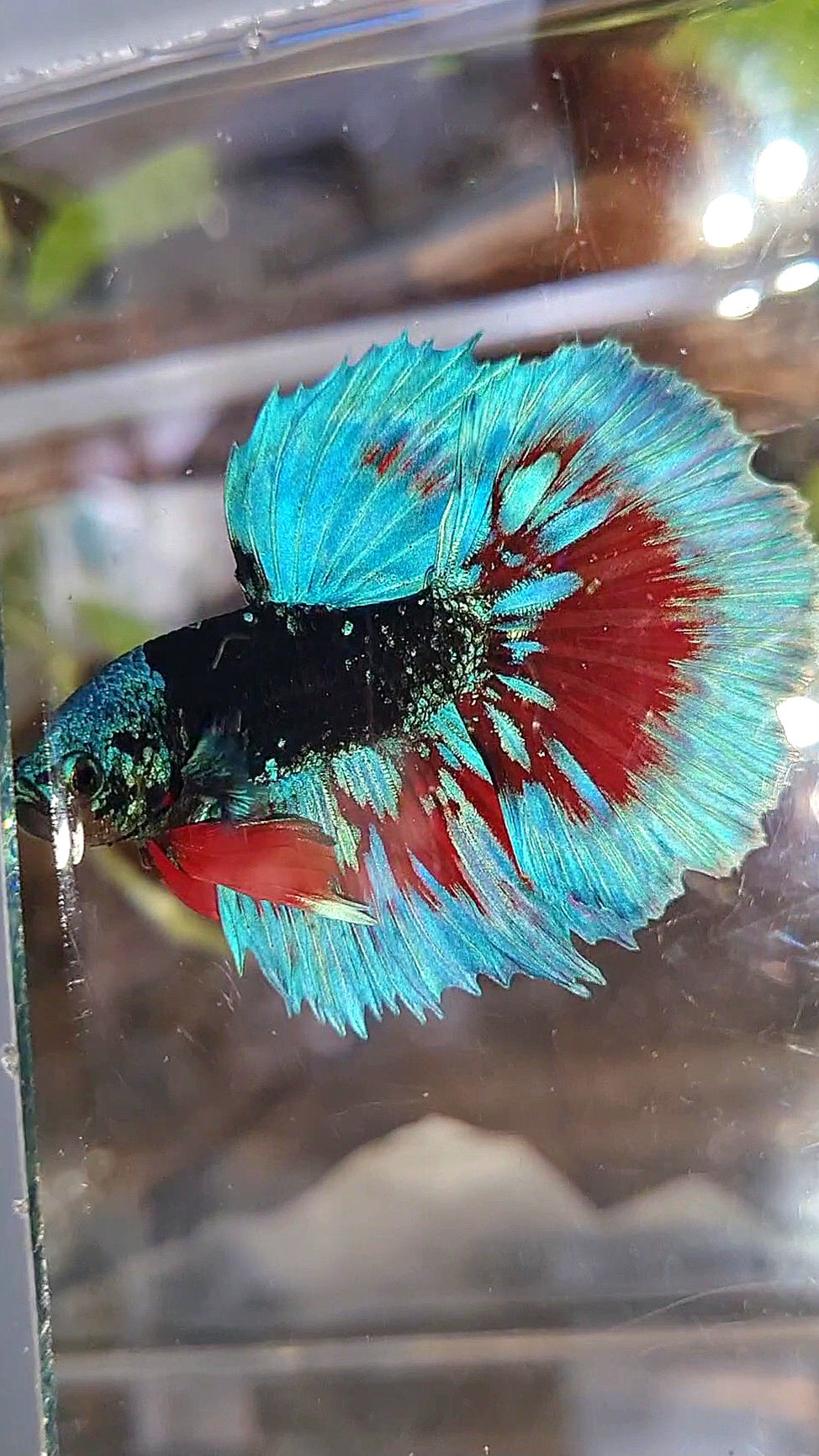LUXURY HALFMOON BLACK SAPPHIRE AVATAR BLUE BETTA FISH
