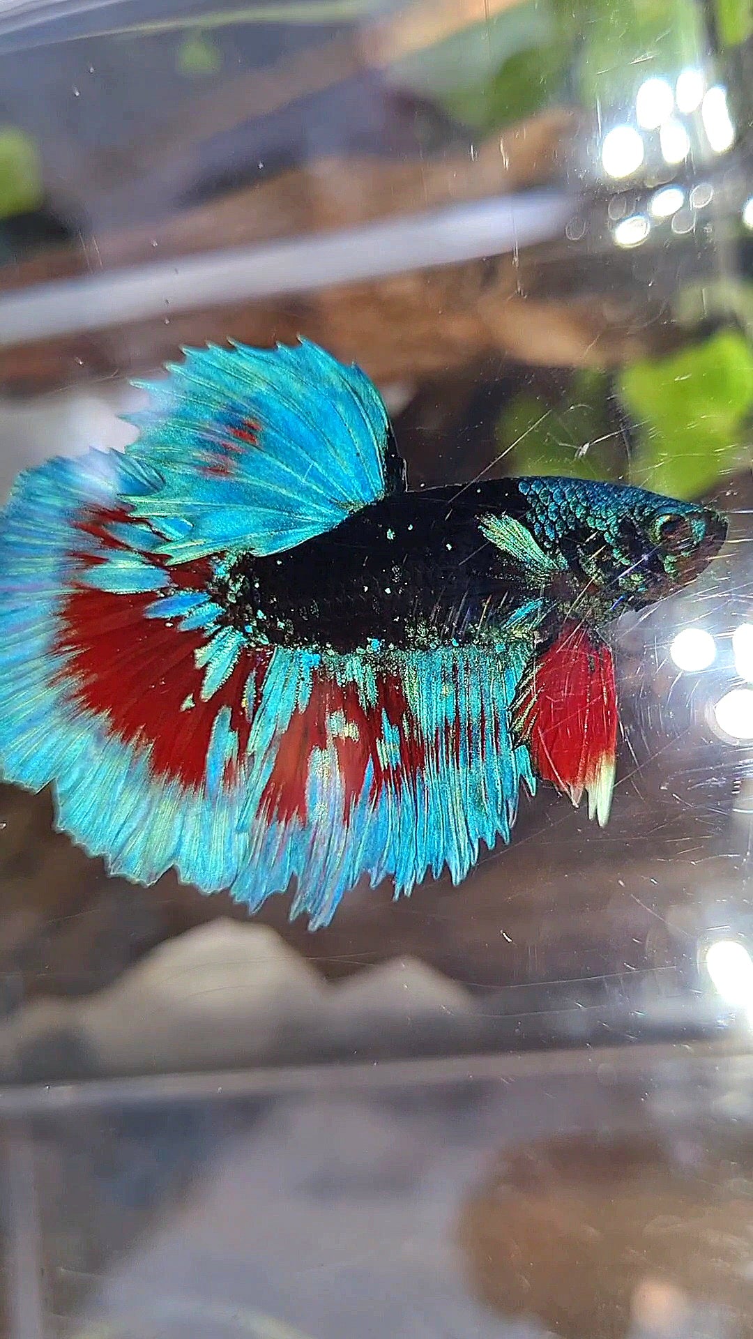 LUXURY HALFMOON BLACK SAPPHIRE AVATAR BLUE BETTA FISH