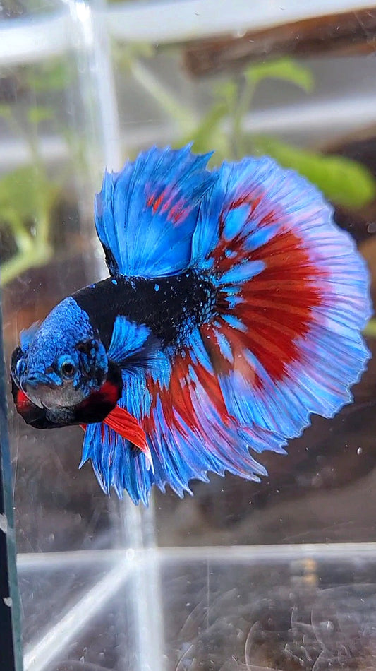 LUXURY HALFMOON BLACK SAPPHIRE AVATAR BLUE BETTA FISH