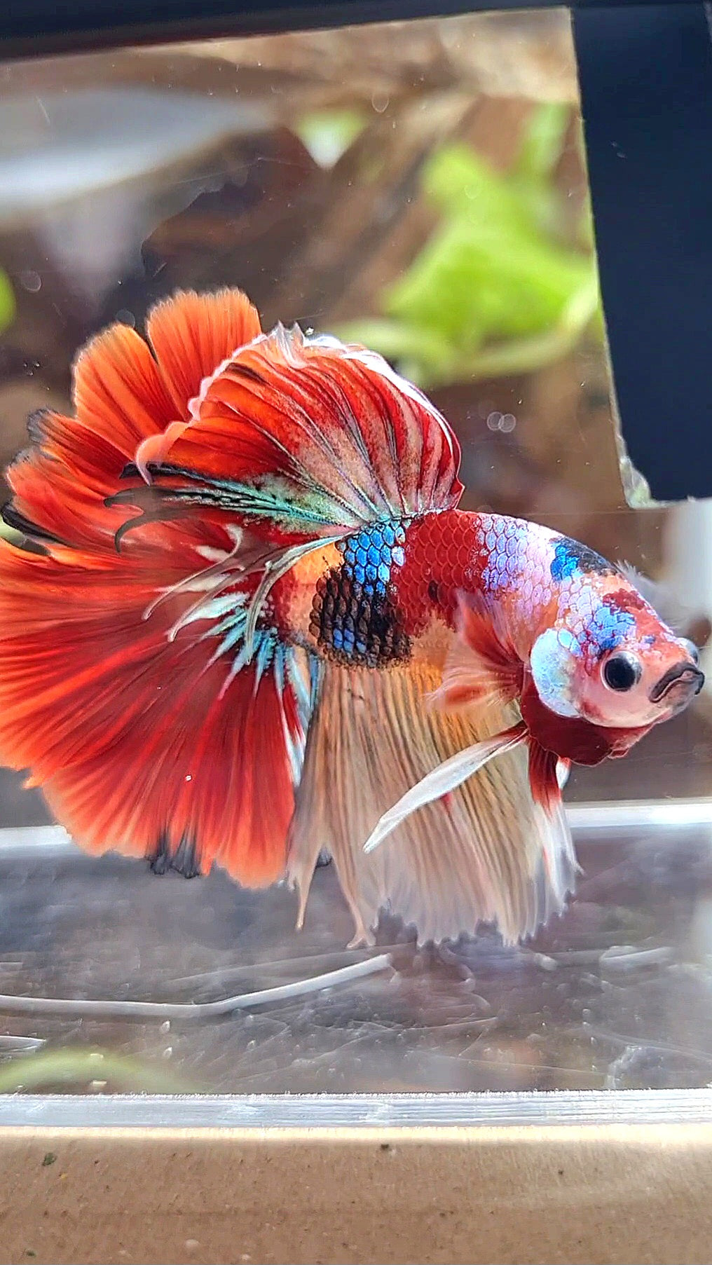 HALFMOON ROSETAIL ORANGE RED KOI MULTICOLOR PATTERN BETTA FISH