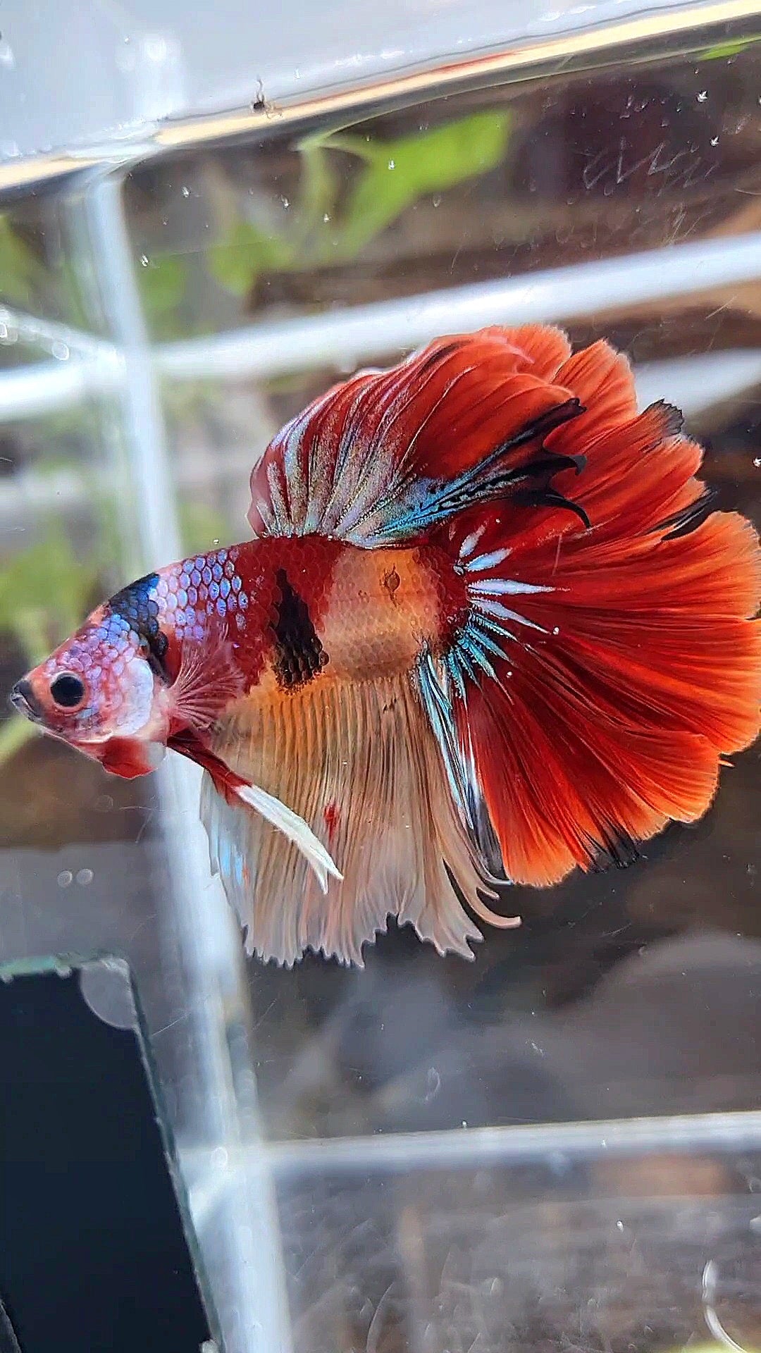 HALFMOON ROSETAIL ORANGE RED KOI MULTICOLOR PATTERN BETTA FISH