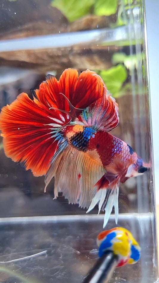 HALFMOON ROSETAIL ORANGE RED KOI MULTICOLOR PATTERN BETTA FISH