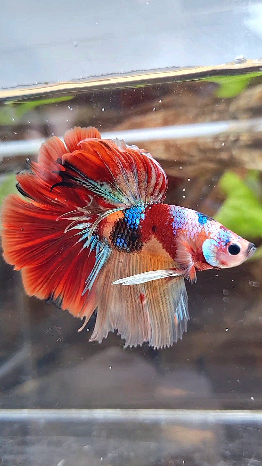 HALFMOON ROSETAIL ORANGE RED KOI MULTICOLOR PATTERN BETTA FISH