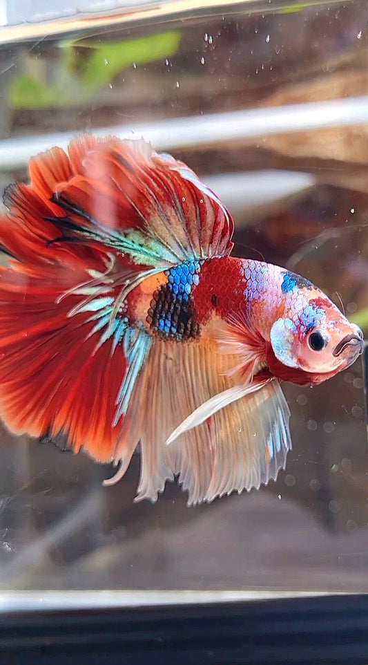 HALFMOON ROSETAIL ORANGE RED KOI MULTICOLOR PATTERN BETTA FISH