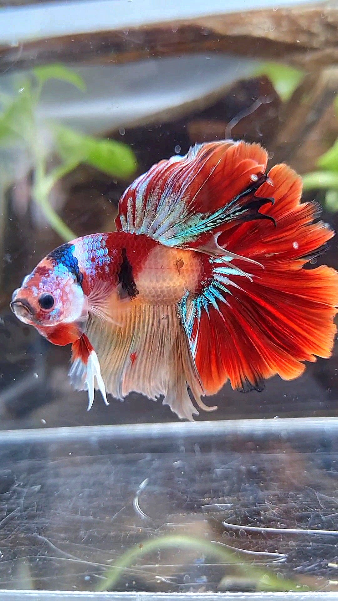 HALFMOON ROSETAIL ORANGE RED KOI MULTICOLOR PATTERN BETTA FISH