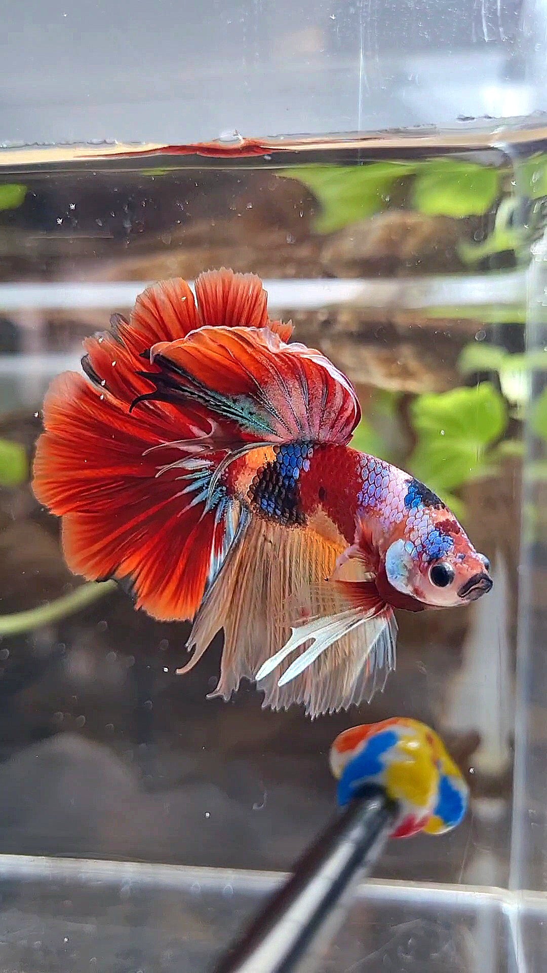 HALFMOON ROSETAIL ORANGE RED KOI MULTICOLOR PATTERN BETTA FISH