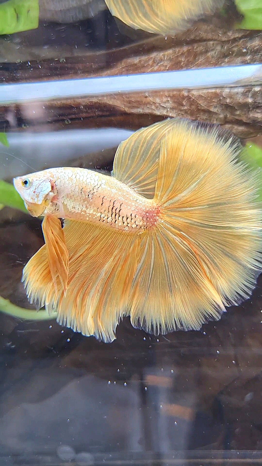 HALFMOON ROSETAIL YELLOW GOLD DRAGON BETTA FISH