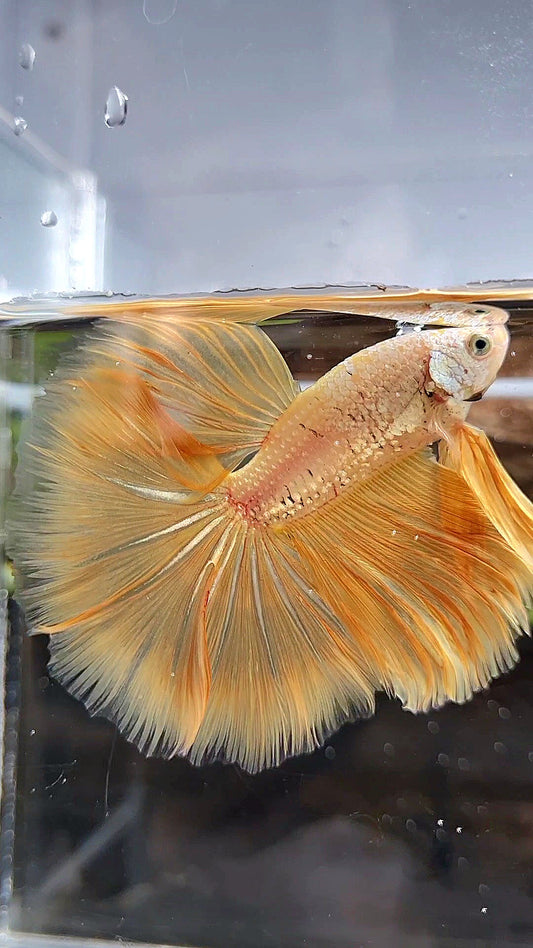 HALFMOON ROSETAIL YELLOW GOLD DRAGON BETTA FISH