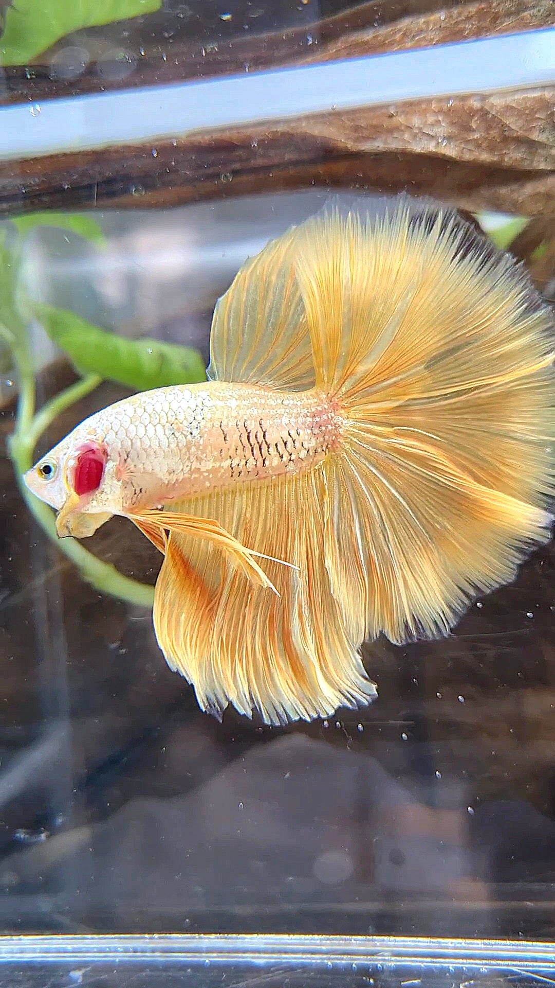 HALFMOON ROSETAIL YELLOW GOLD DRAGON BETTA FISH