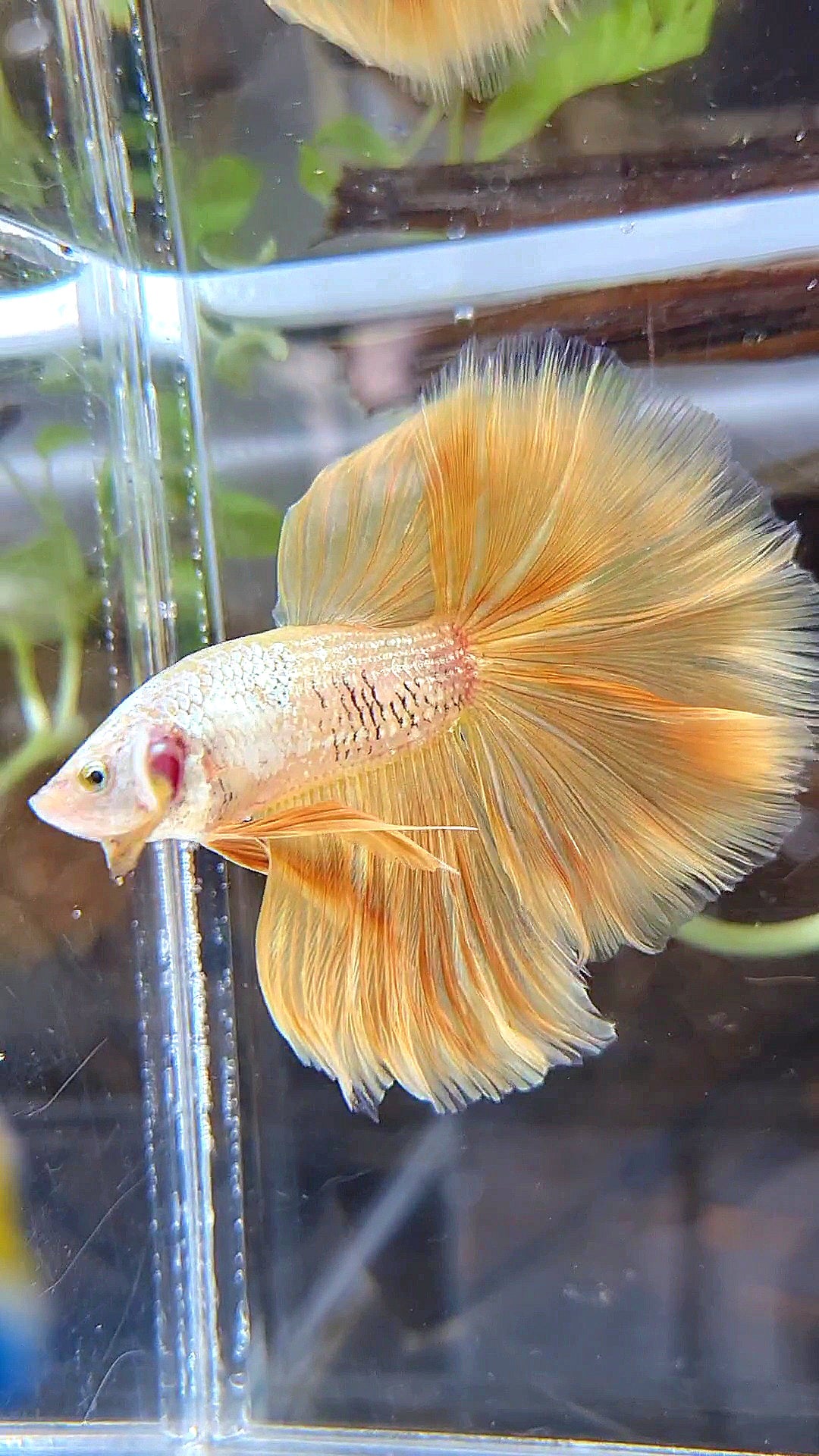 HALFMOON ROSETAIL YELLOW GOLD DRAGON BETTA FISH
