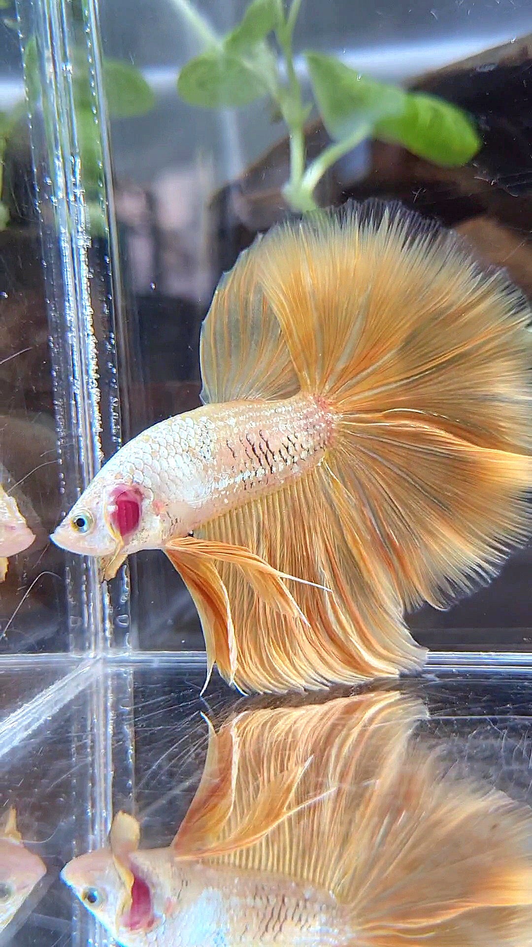 HALFMOON ROSETAIL YELLOW GOLD DRAGON BETTA FISH