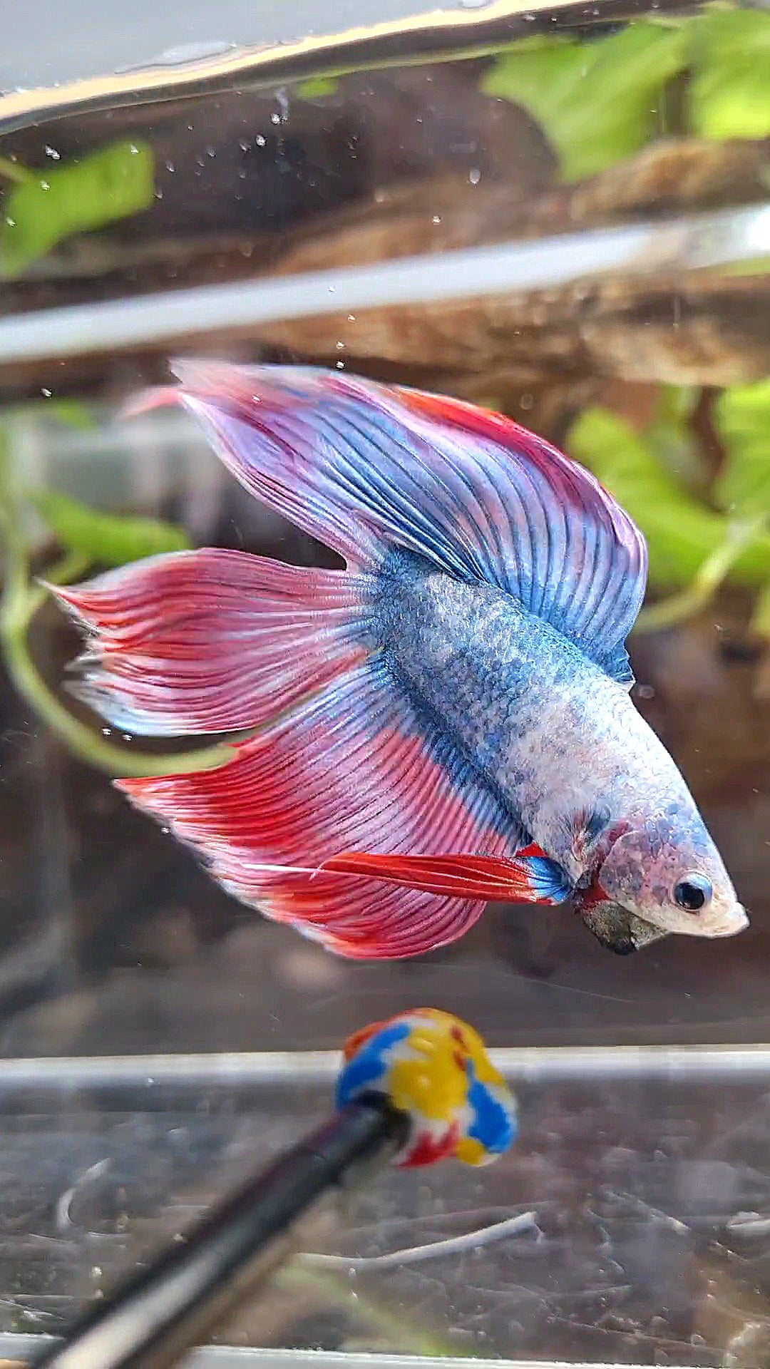 VEILTAIL DOUBLE TAIL PURPLE PINK MASCOT BETTA FISH