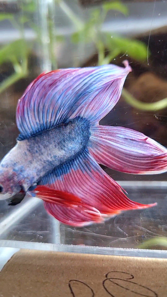 VEILTAIL DOUBLE TAIL PURPLE PINK MASCOT BETTA FISH