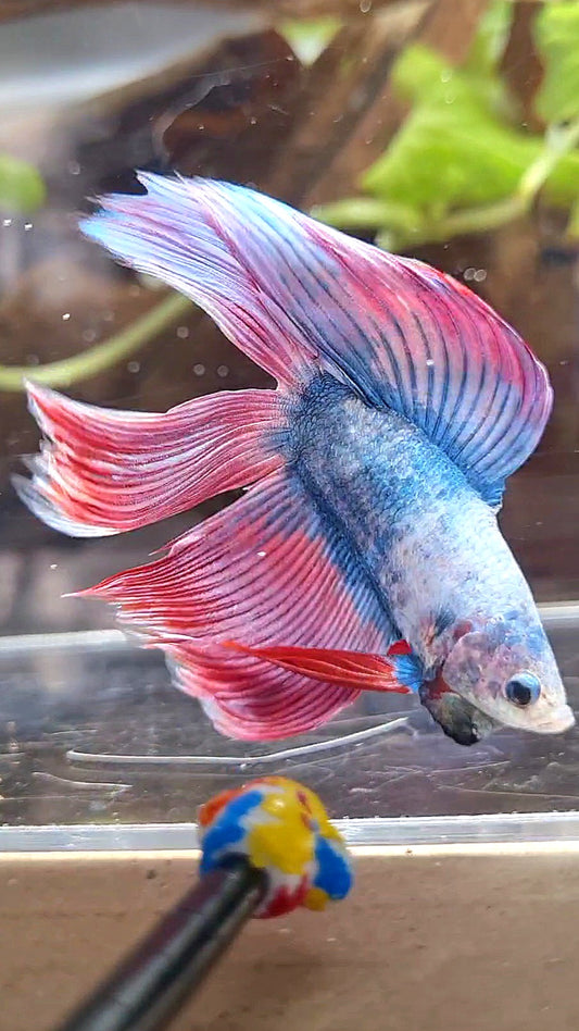 VEILTAIL DOUBLE TAIL PURPLE PINK MASCOT BETTA FISH