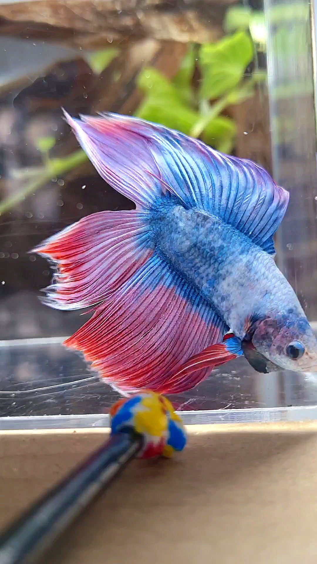 VEILTAIL DOUBLE TAIL PURPLE PINK MASCOT BETTA FISH