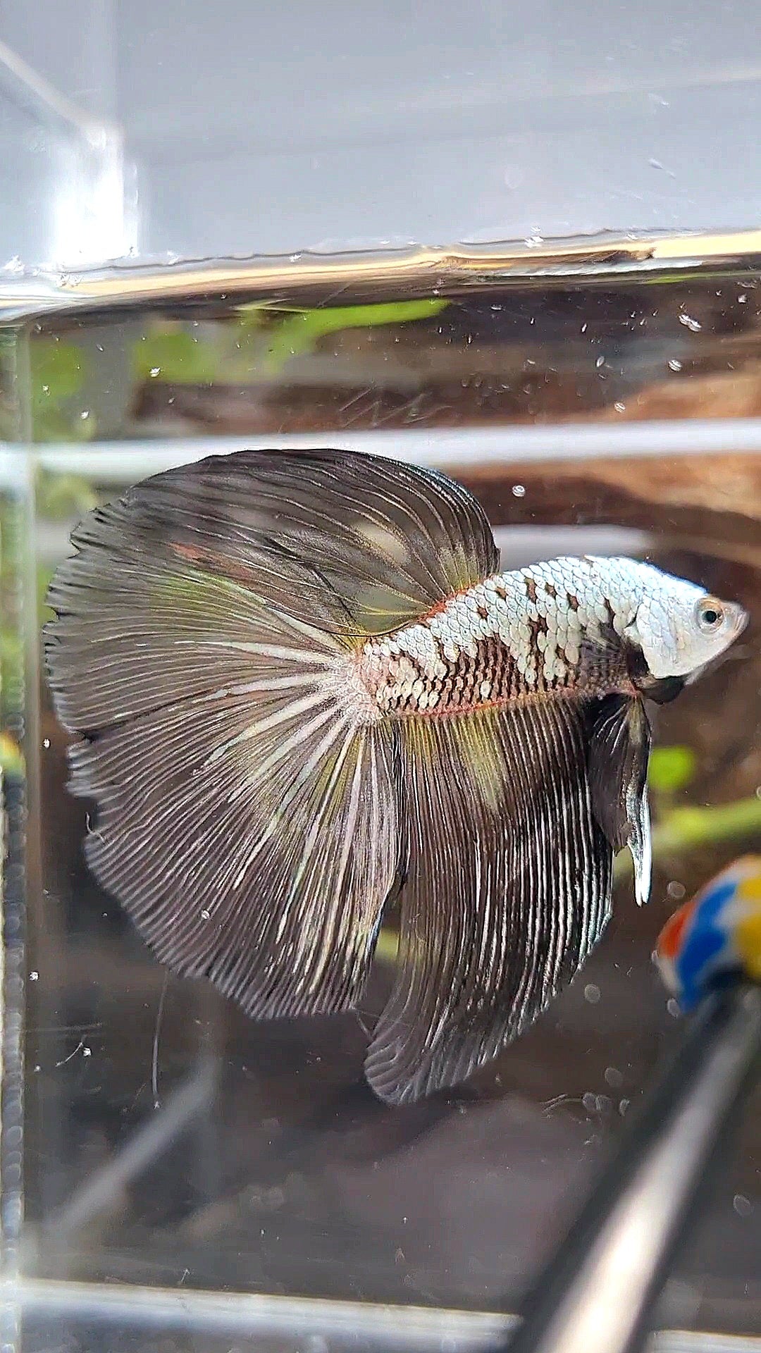 HALFMOON BLACK SAMURAI SNOW MASKING BETTA FISH