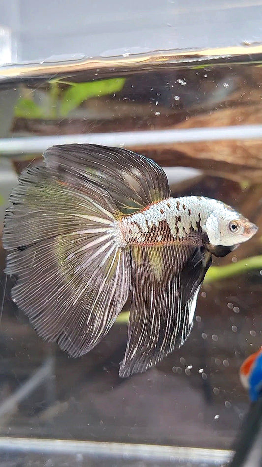 HALFMOON BLACK SAMURAI SNOW MASKING BETTA FISH