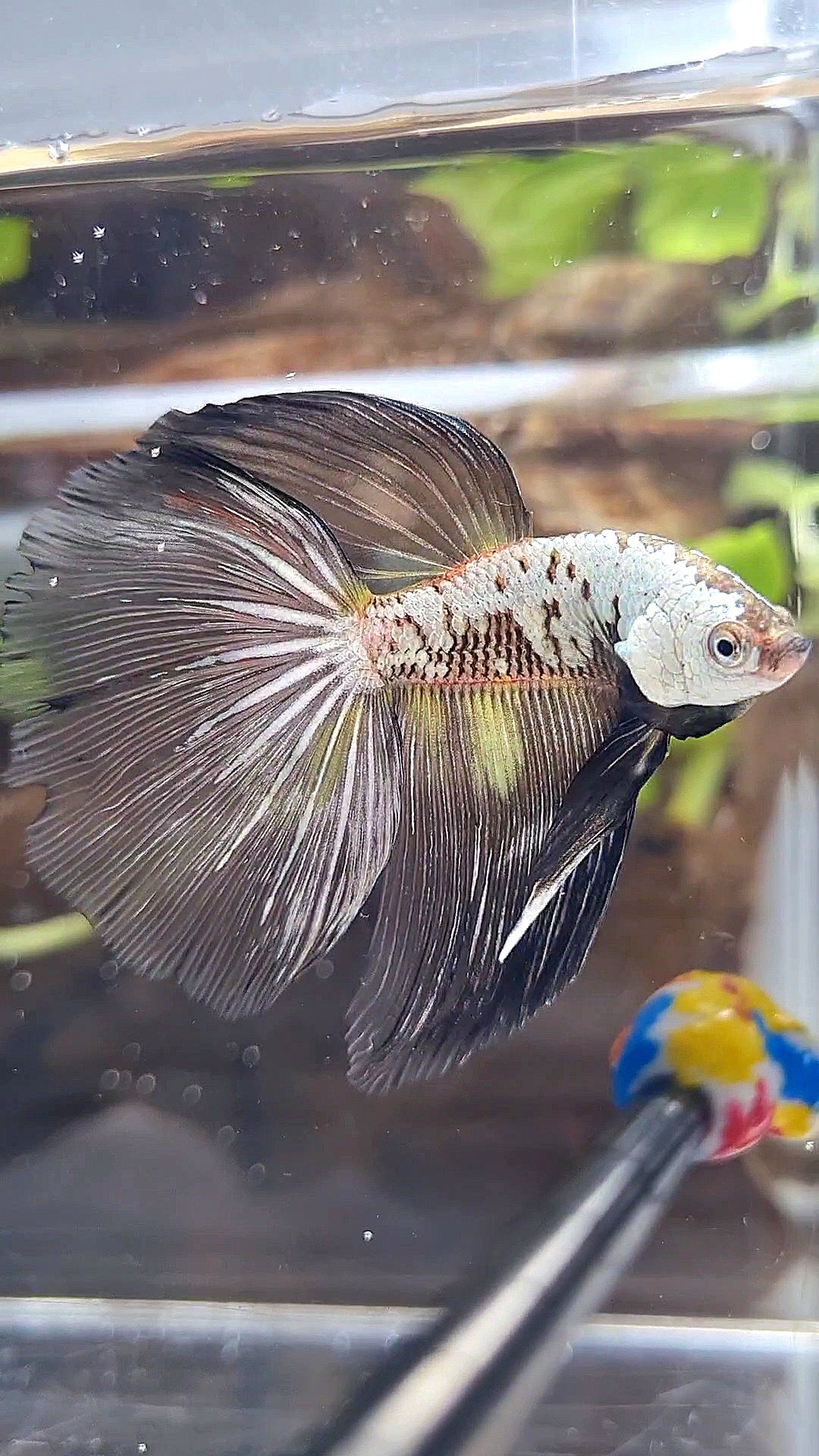 HALFMOON BLACK SAMURAI SNOW MASKING BETTA FISH