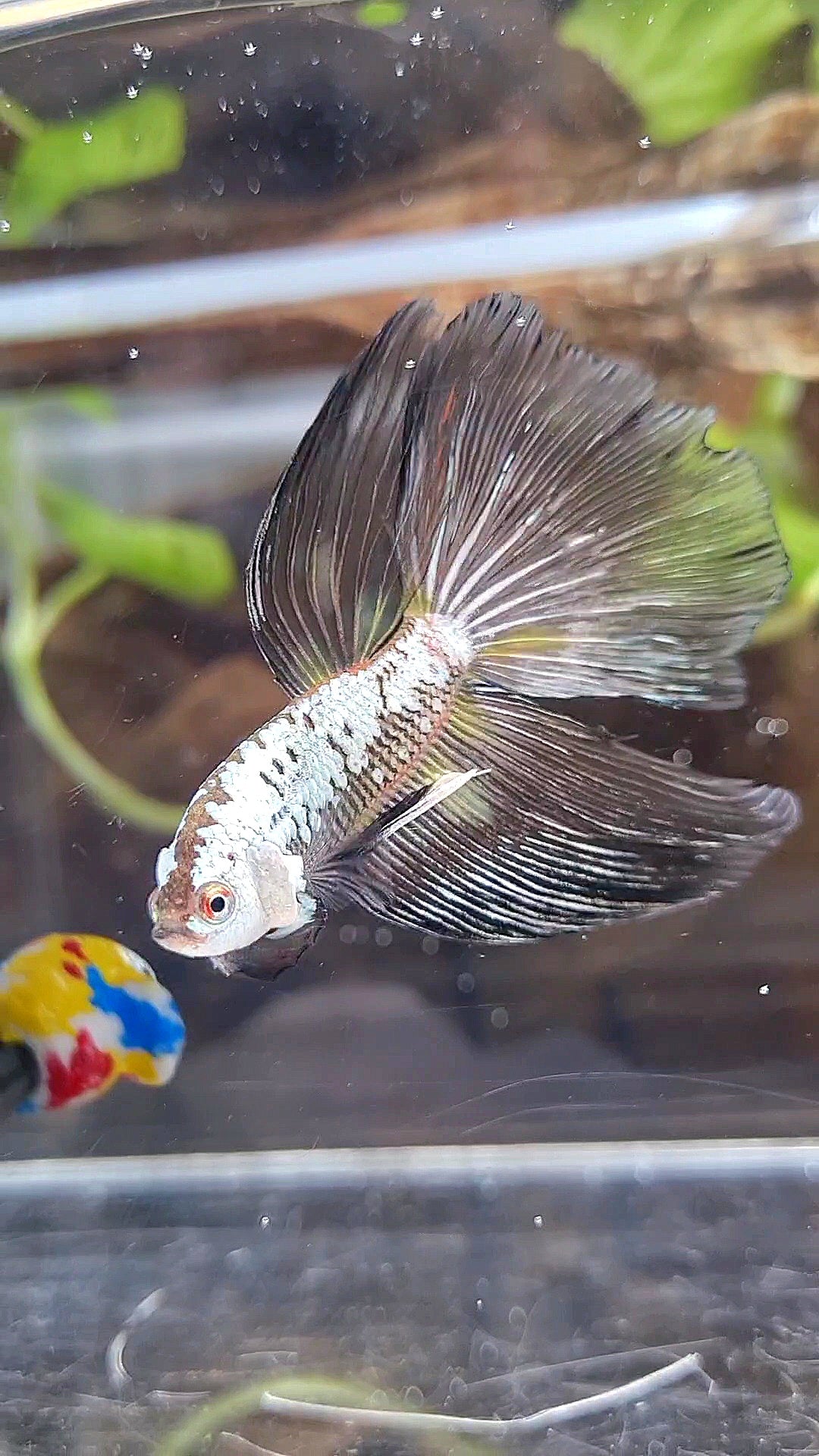 HALFMOON BLACK SAMURAI SNOW MASKING BETTA FISH
