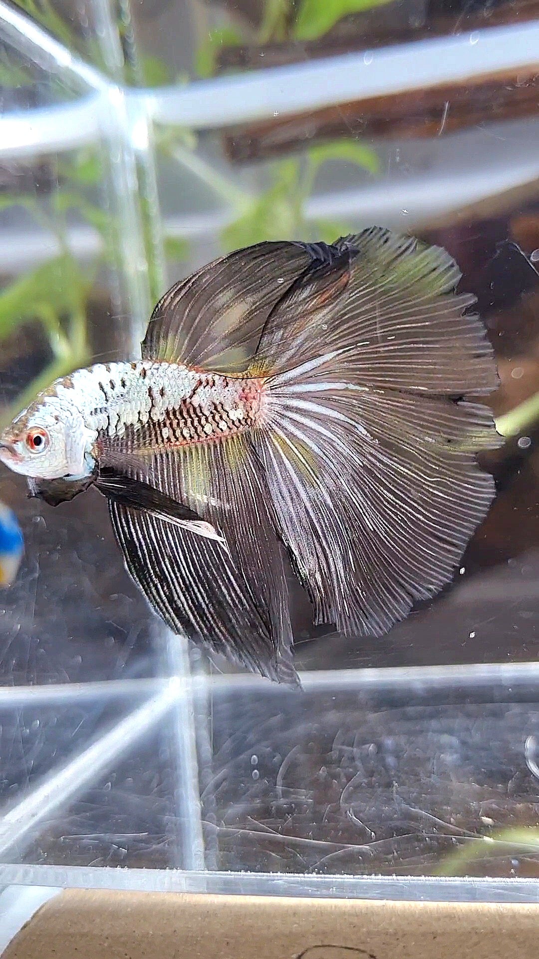 HALFMOON BLACK SAMURAI SNOW MASKING BETTA FISH