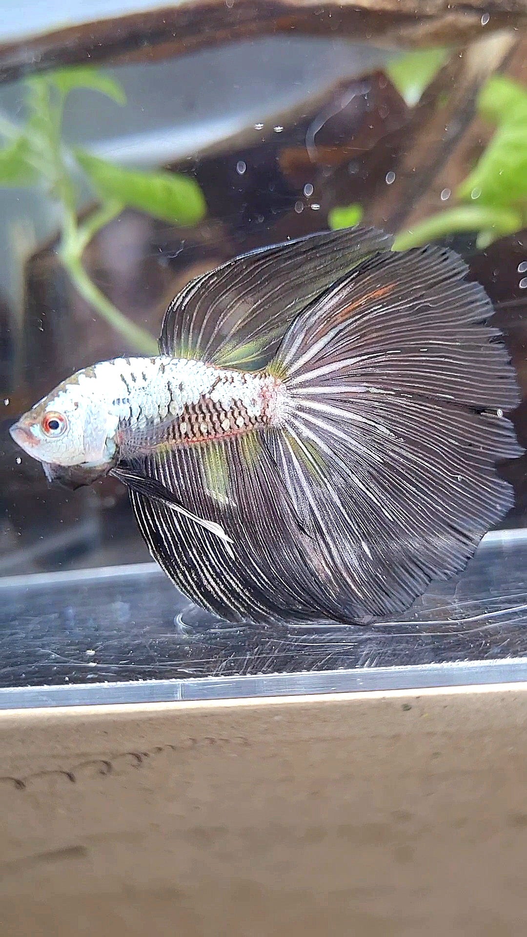 HALFMOON BLACK SAMURAI SNOW MASKING BETTA FISH